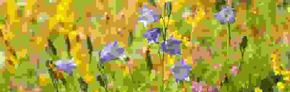 Wild flower meadow, Pentland Hills, Scotland, yellow and blue flowers, Scottish hare bell, bluebell