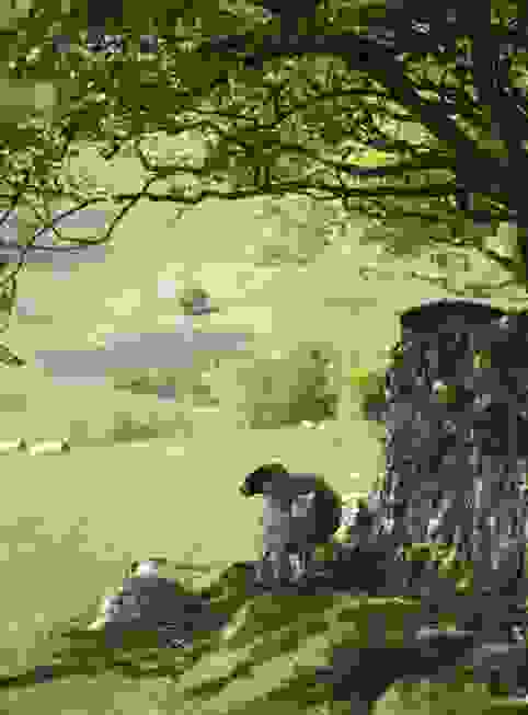 Scottish Blackface Sheep finding shade under a beech tree in the Pentland Hills near Edinburgh